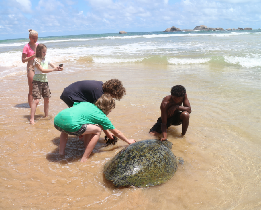 Tiere die es bei uns nicht gibt: Meeresschildkröten