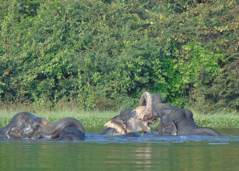 Elefanten baden im Soroboro Wewa