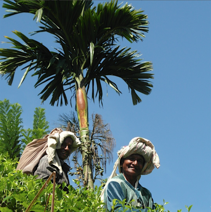 Teepflücker auf dem Weg zum Sinharaja Rain Forest