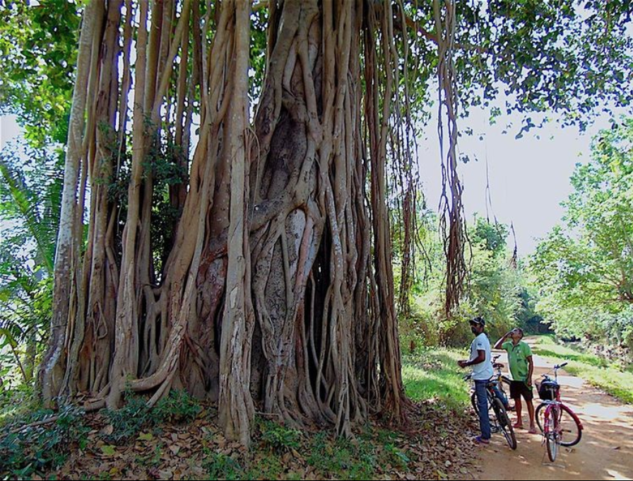 Ein Banyan Baum