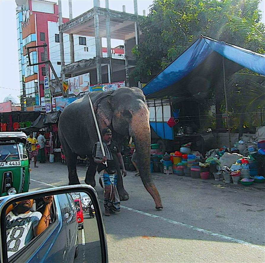 Elefant mit Mahout, unterwegs zur nächsten Arbeit