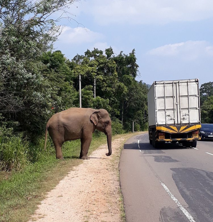 Elefant überquert die Straße