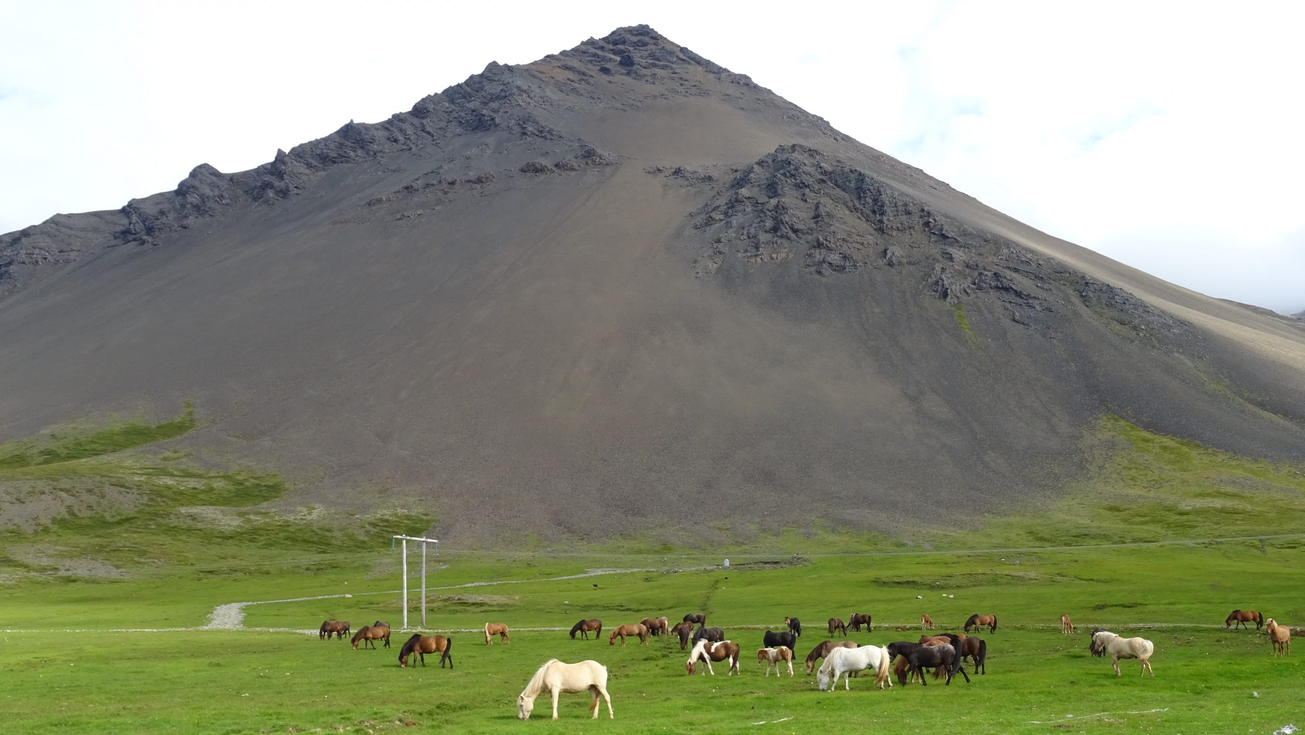 Islandpferde auf Snaefellness