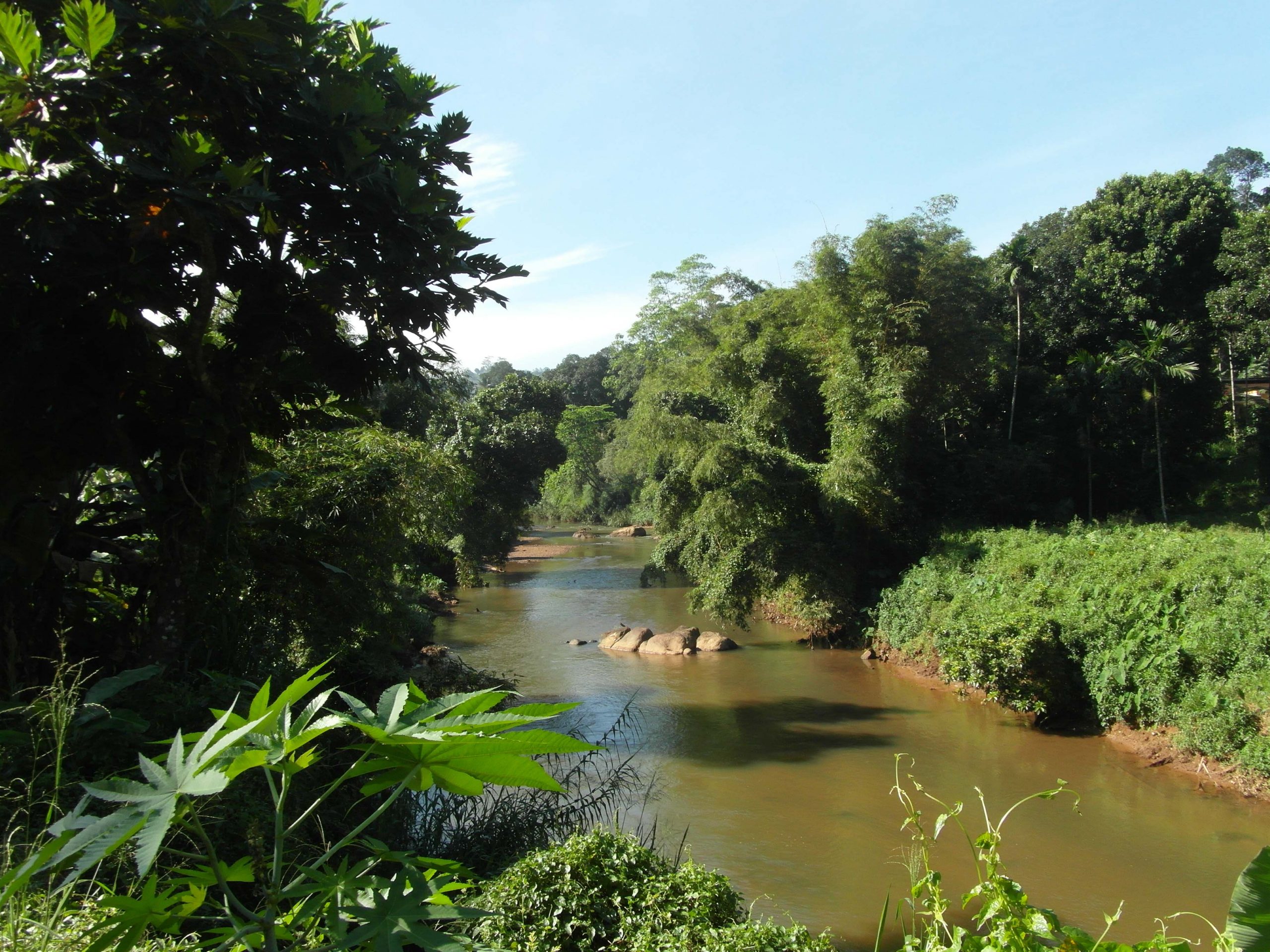 Sinharaja Rain Forest, der Weg ist das Ziel