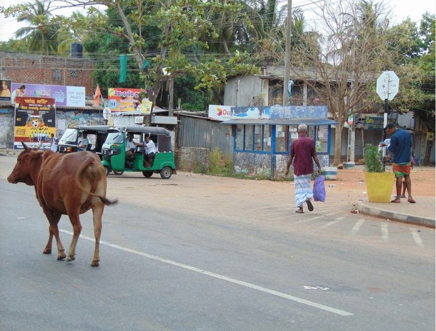 Kuh bummelt in der Stadt