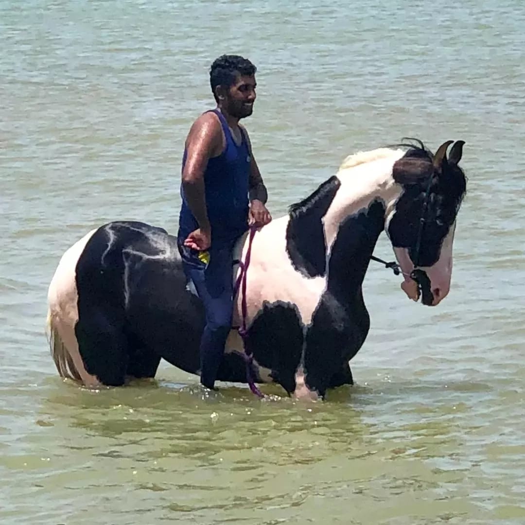 Ishan von Ceylon Horse Trails und eines seiner hervorragenden Marwari Pferde