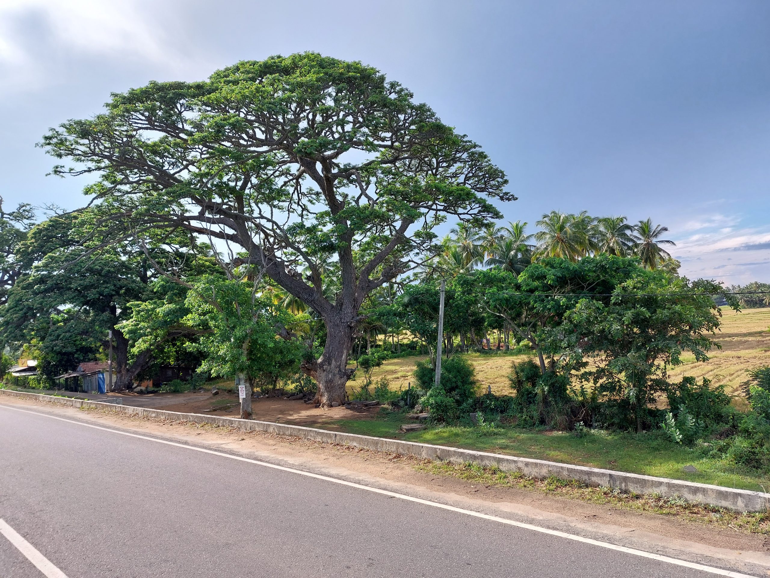 Mara Road Tree