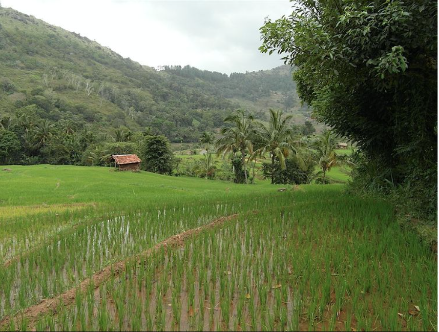 Reisfelder in Hanguranketha