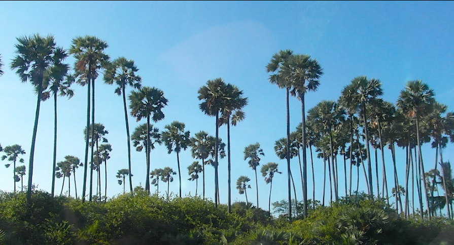 Die Landschaft in Jaffna wird von Palmyrapalmen geprägt