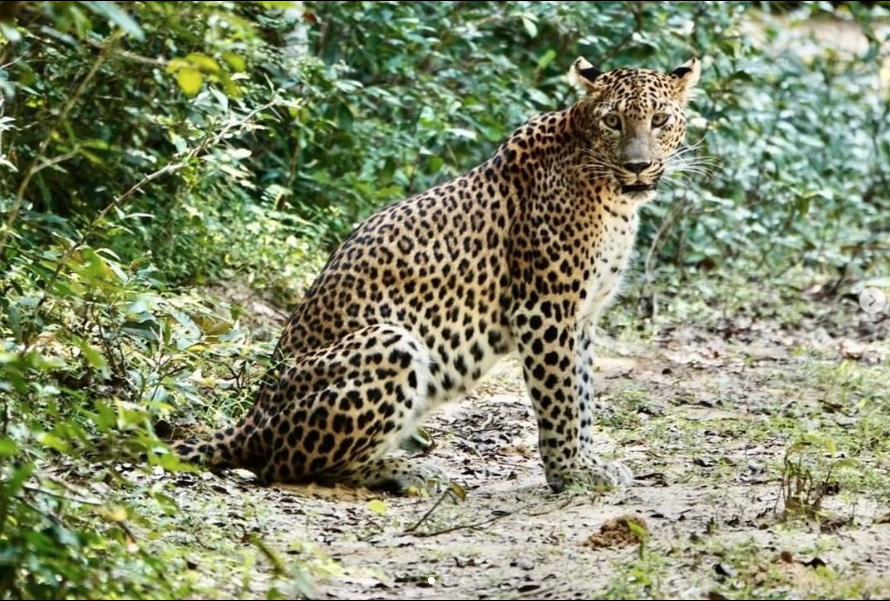 Leopard im Wilpattu Nationalpark