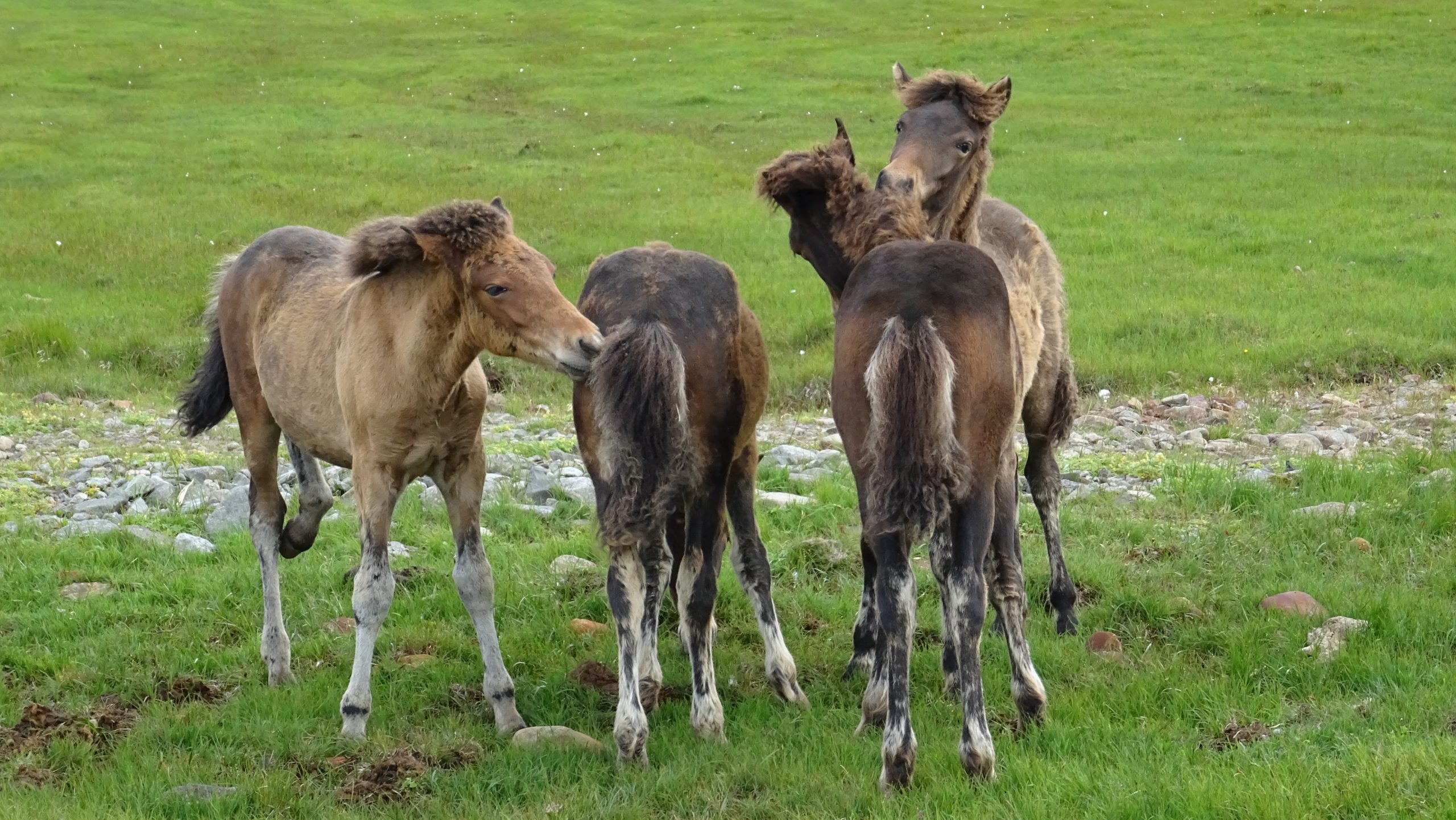 Mehr Pferde als Menschen auf Island