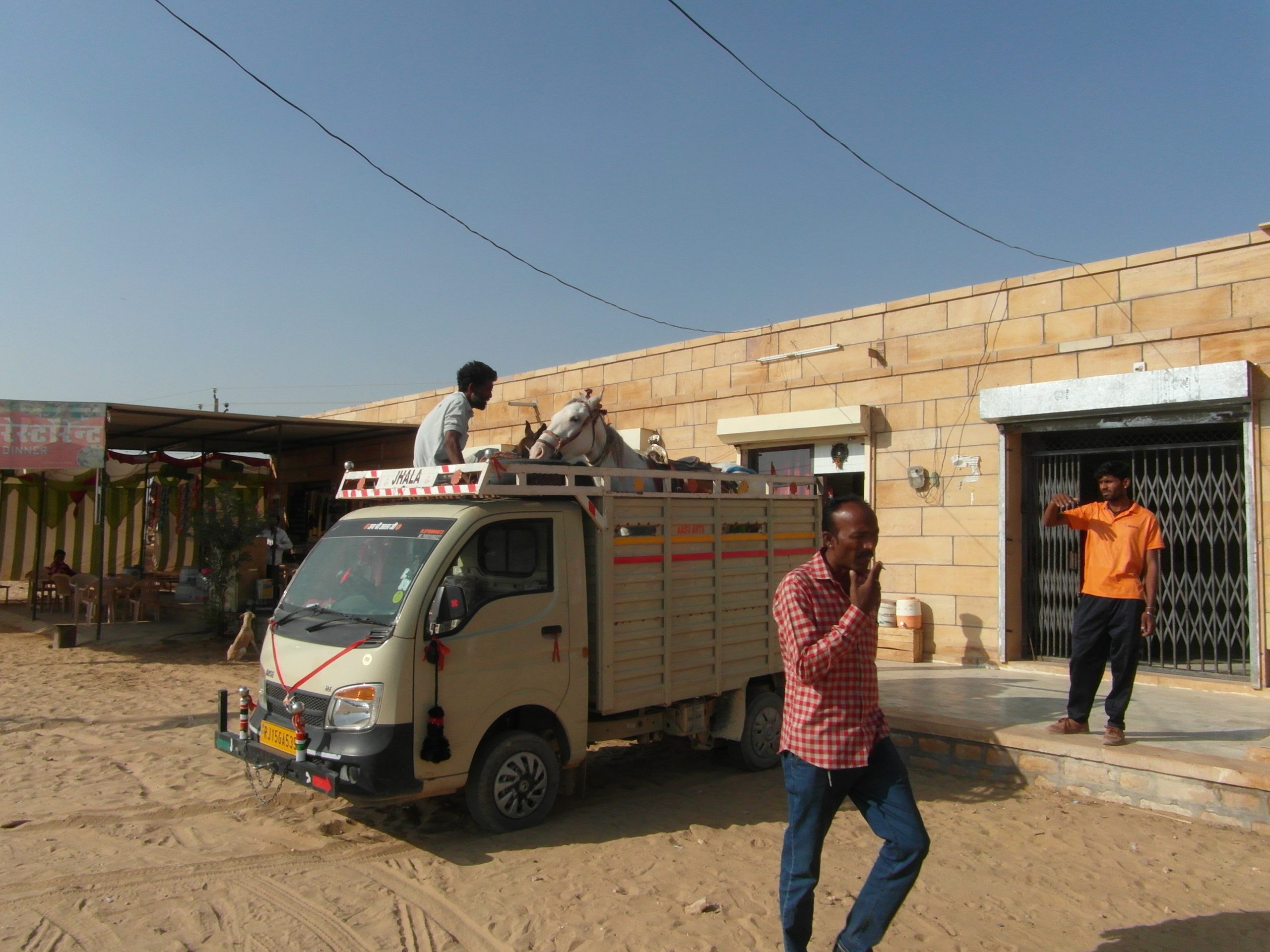 Pferdetransport in Jaisalmer